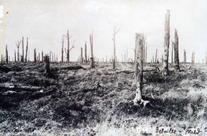 All that remained of Delville Wood 1916